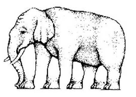 elephant