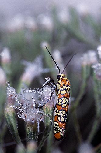 ailanthus webworm