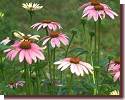 coneflower