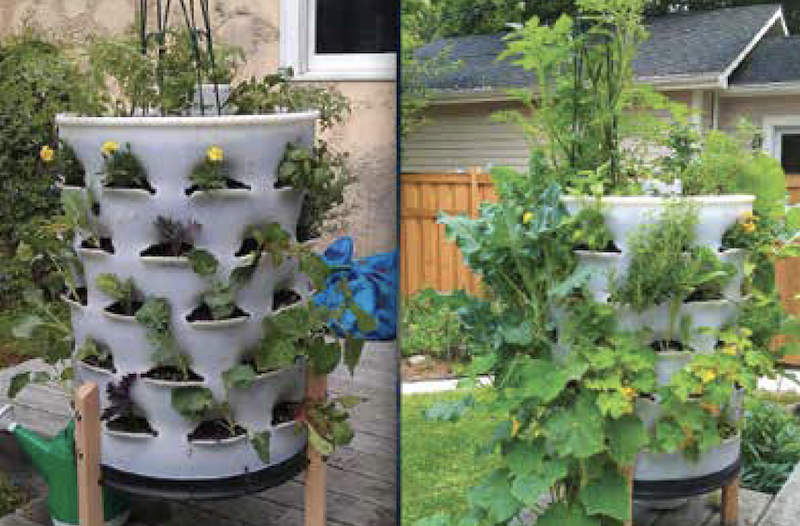 split screen showing 55-gallon drum container gardens