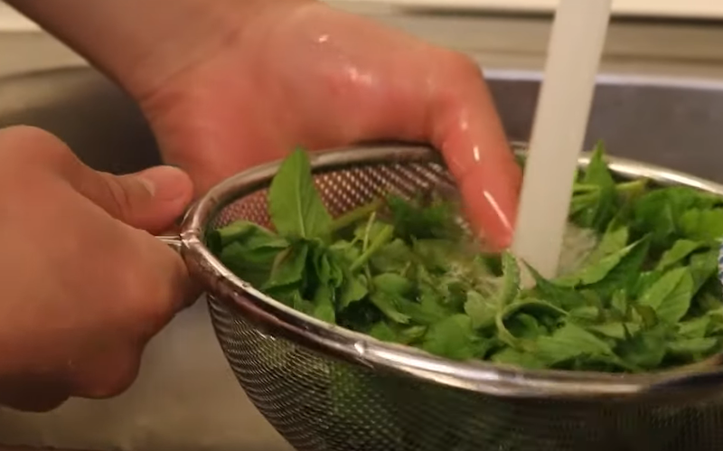 student washing forraged plants in a sink 