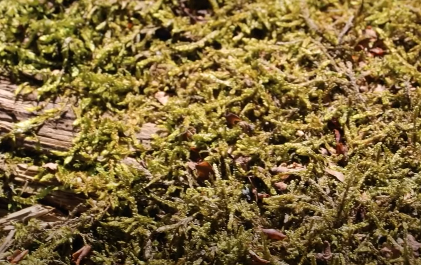 close up of moss