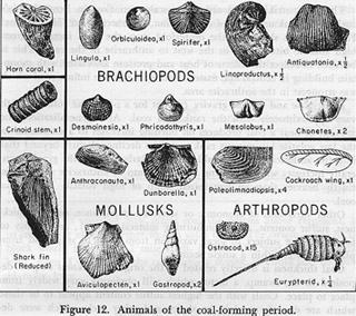The Geological History of Pittsburgh - Fossils