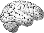 Boltzmann brain