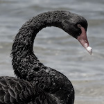 black swan