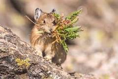 pika