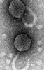 PhagePhoto