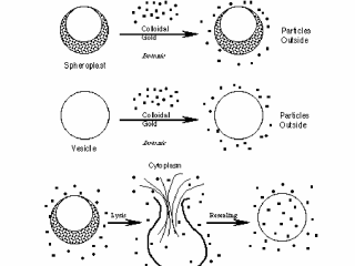 Osmotic Lysis  